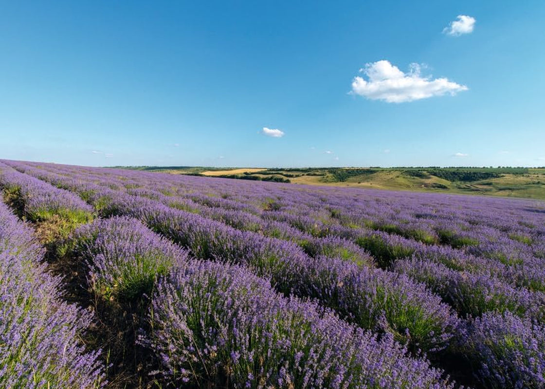 Lavender Relaxing Body Oil with Sweet Almond & Sesame, 100 Ml