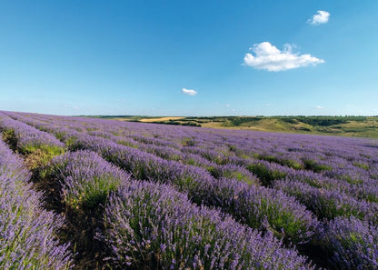 Lavender Relaxing Body Oil with Sweet Almond & Sesame, 100 Ml
